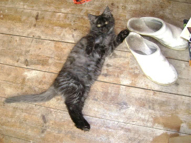 Blanding af racer fluffy billede 2