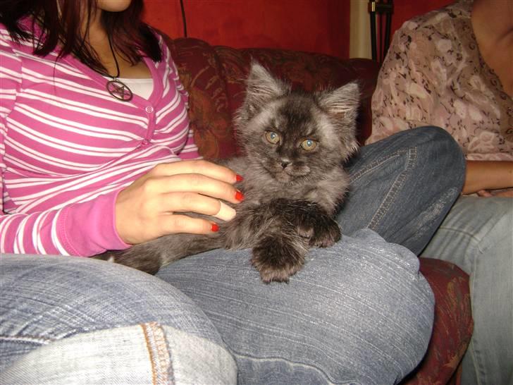 Blanding af racer fluffy billede 3