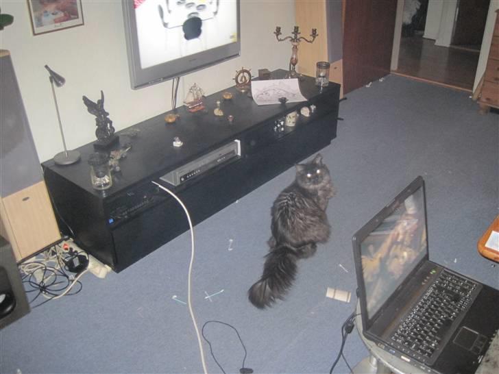 Blanding af racer fluffy billede 4