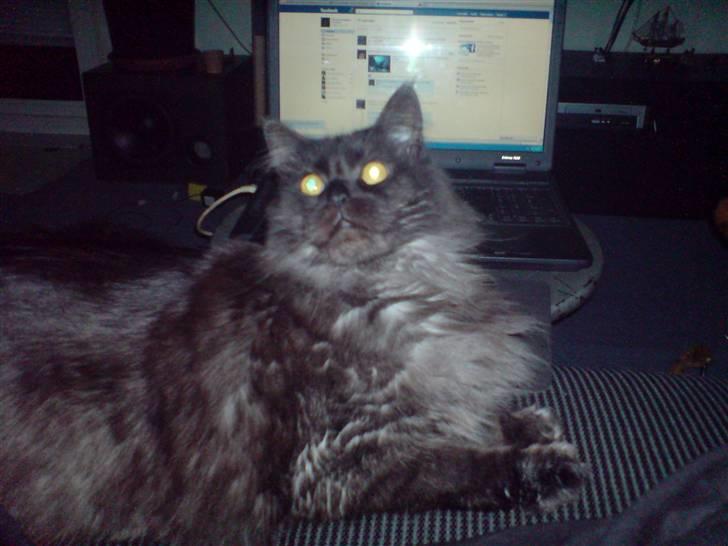 Blanding af racer fluffy billede 5