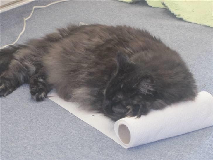 Blanding af racer fluffy billede 6