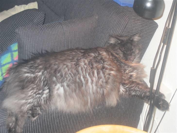 Blanding af racer fluffy billede 7