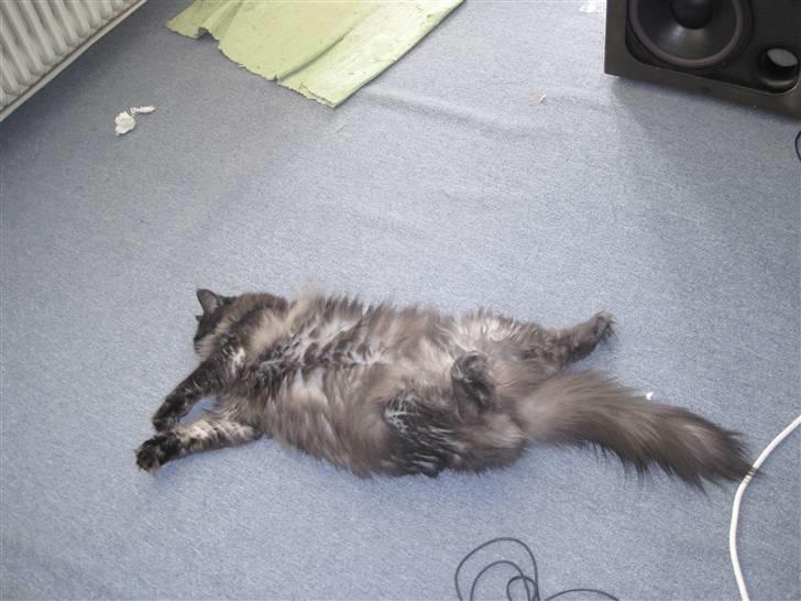 Blanding af racer fluffy billede 8