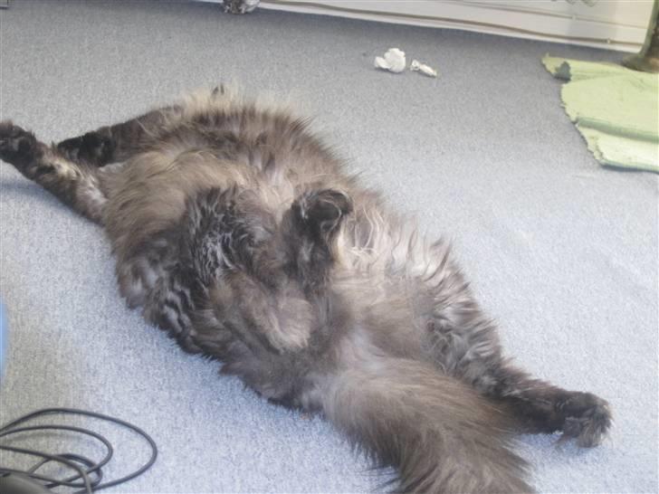 Blanding af racer fluffy billede 9