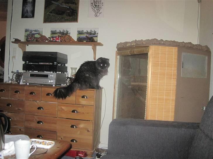 Blanding af racer fluffy billede 10