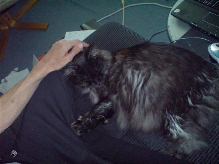 Blanding af racer fluffy billede 11