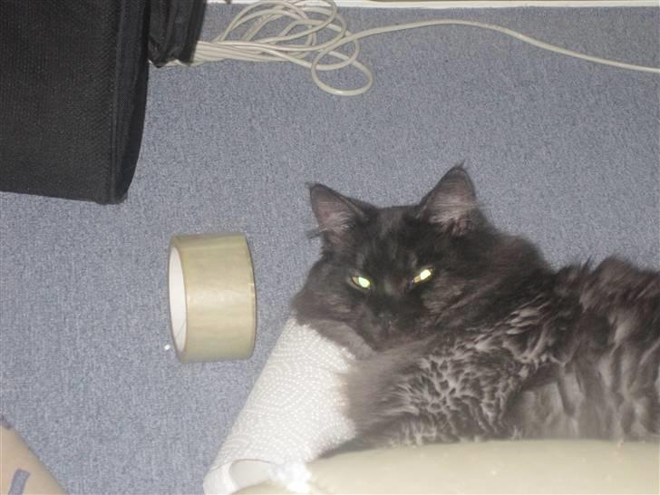 Blanding af racer fluffy billede 12