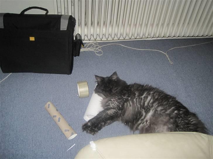 Blanding af racer fluffy billede 13