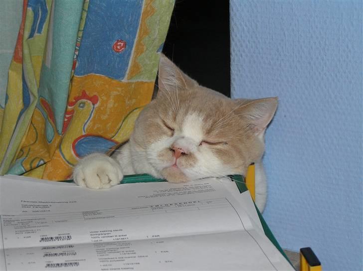 British Shorthair Master Fatman billede 9