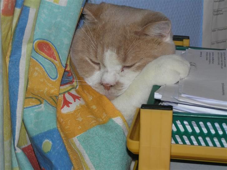 British Shorthair Master Fatman billede 10