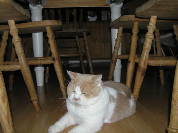 British Shorthair Master Fatman billede 11