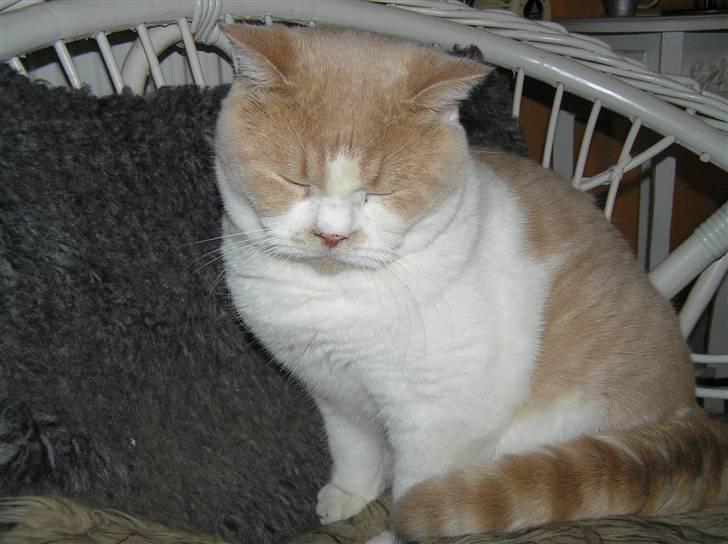 British Shorthair Master Fatman billede 12