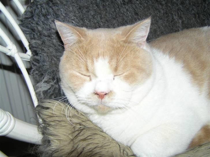 British Shorthair Master Fatman billede 13