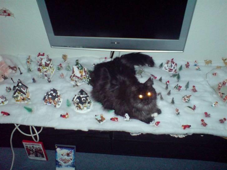 Blanding af racer fluffy - fluffy synes lige han skulle passe på drillenisserne den frækkert  billede 15