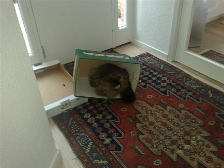 Blanding af racer Conrad billede 7