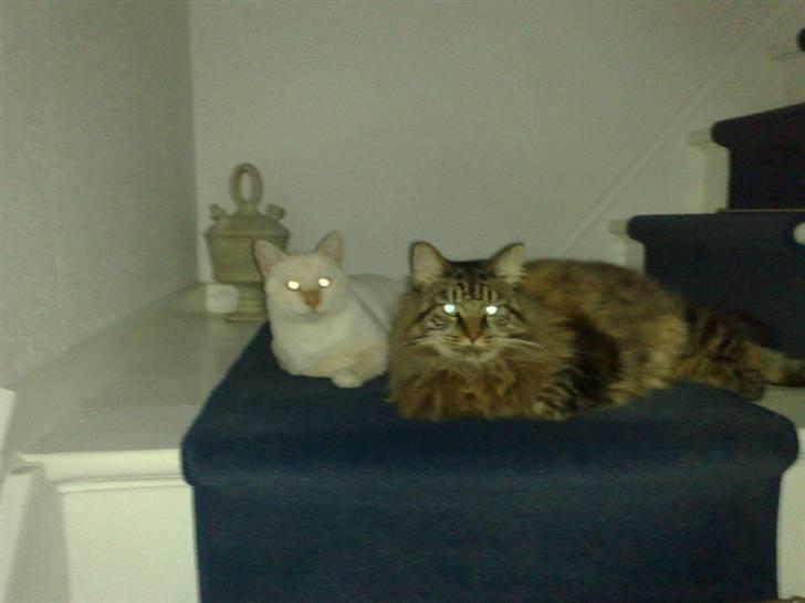 Blanding af racer Conrad billede 8