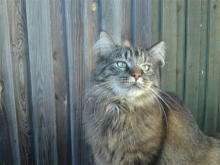 Blanding af racer Conrad billede 9