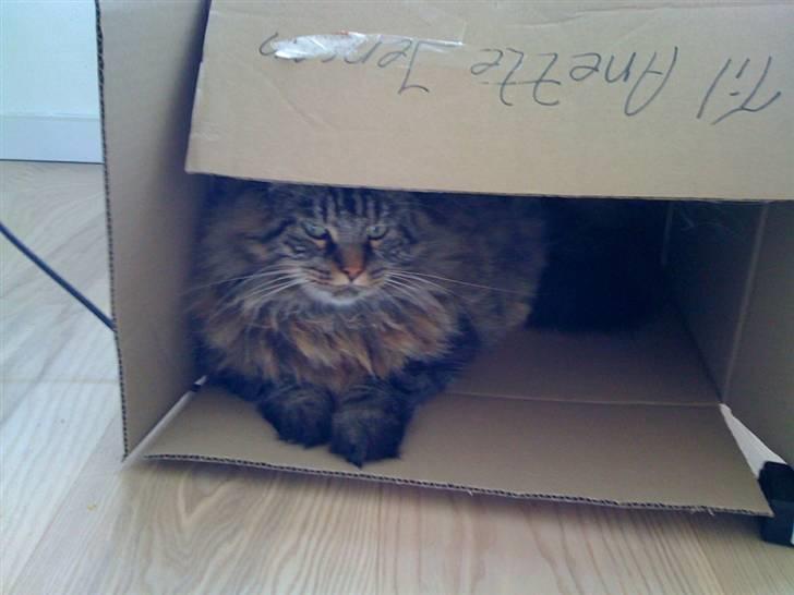 Blanding af racer Conrad billede 10