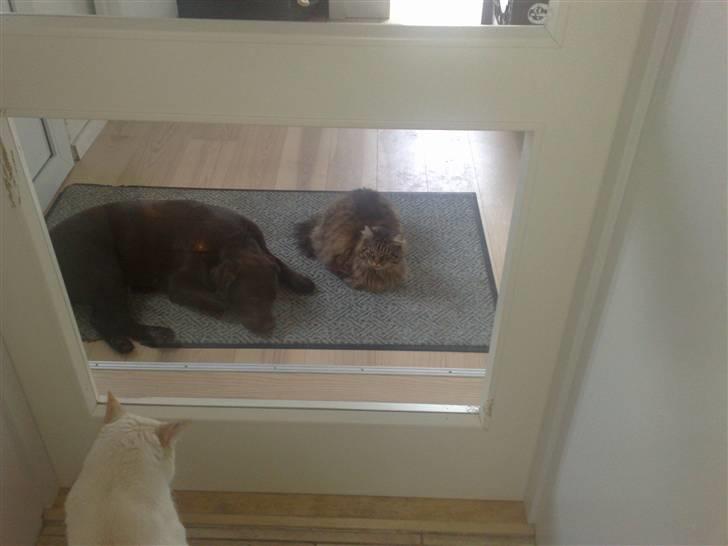 Blanding af racer Conrad billede 11