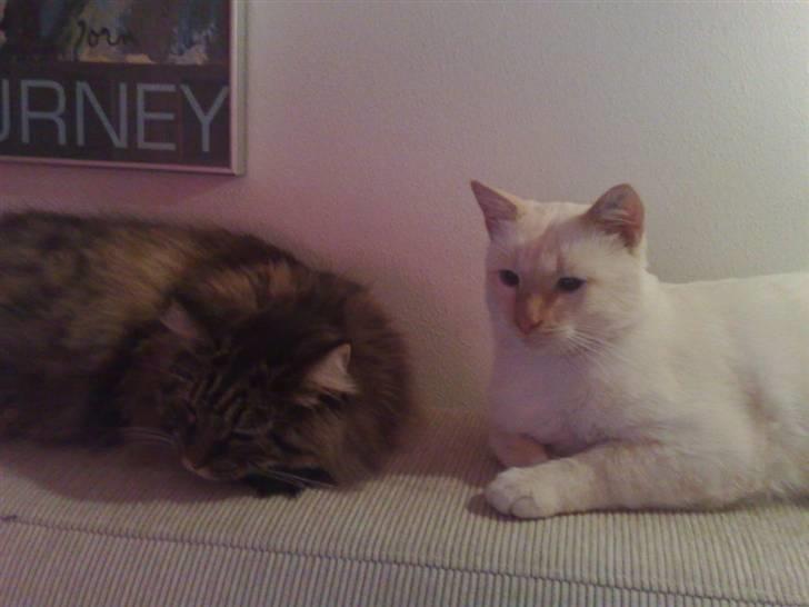 Blanding af racer Magnus billede 1