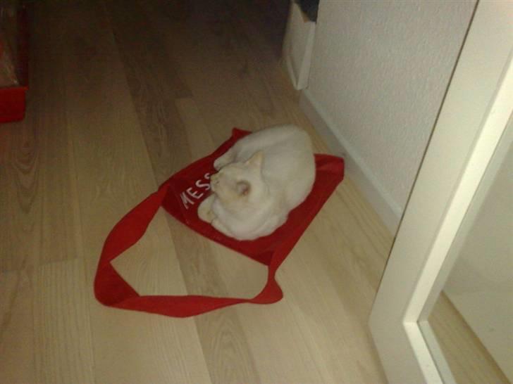 Blanding af racer Magnus billede 2