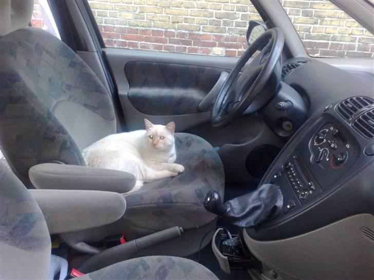 Blanding af racer Magnus billede 3