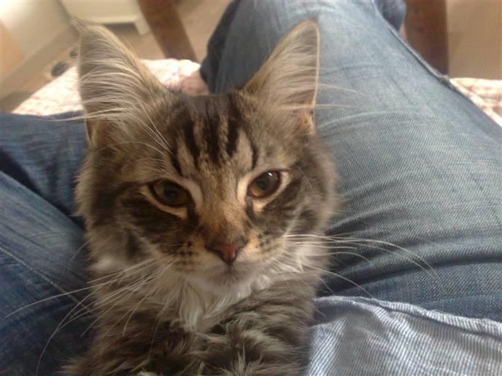 Norsk Skovkat Elvis billede 1