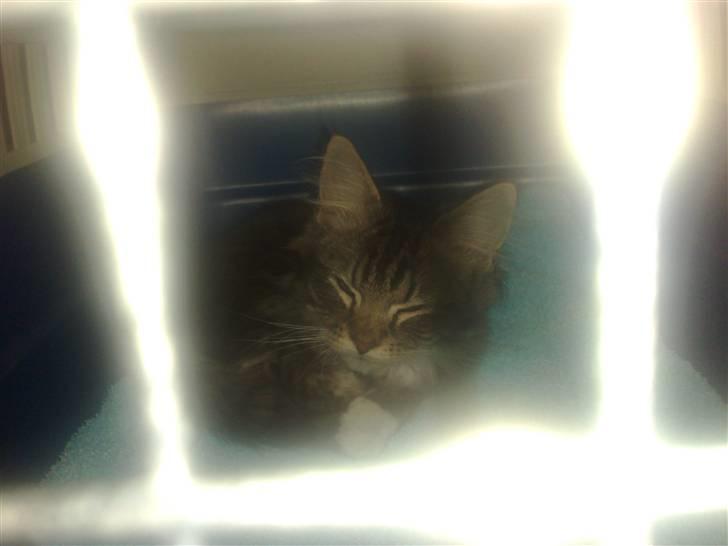 Norsk Skovkat Elvis billede 2