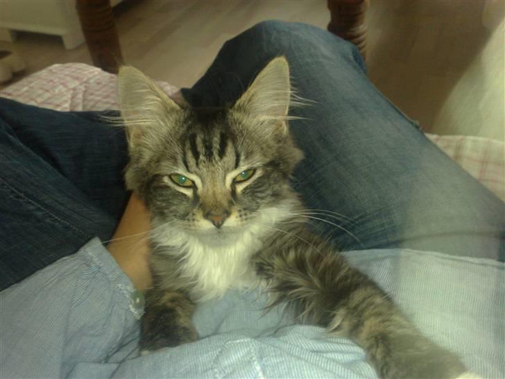 Norsk Skovkat Elvis billede 3