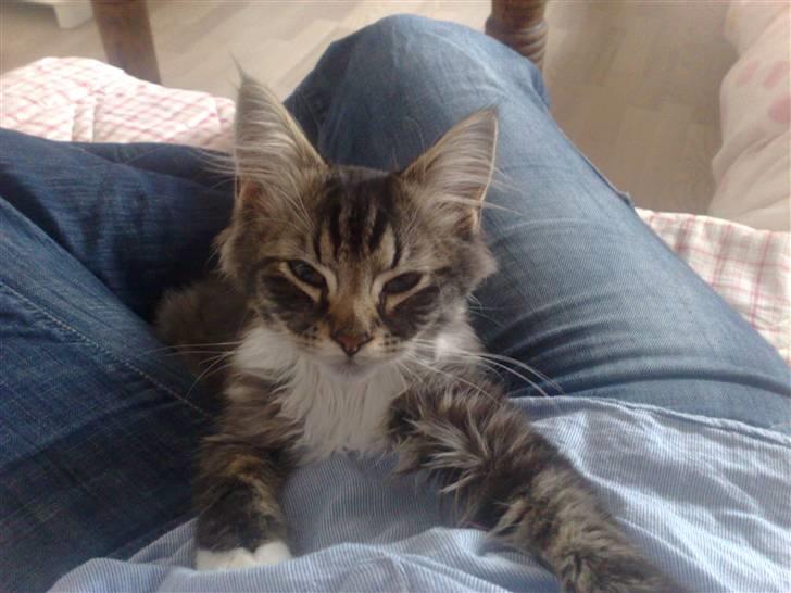 Norsk Skovkat Elvis billede 4