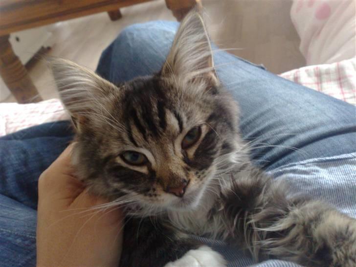 Norsk Skovkat Elvis billede 5