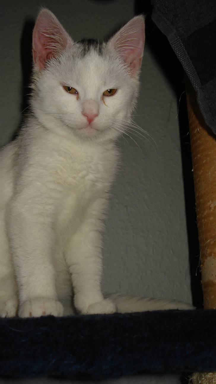 Blanding af racer Kitty billede 1