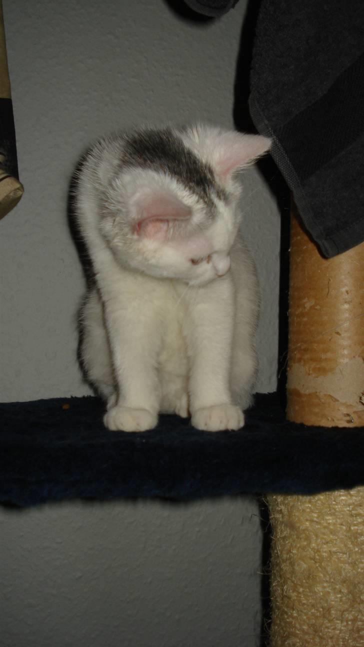 Blanding af racer Kitty billede 2