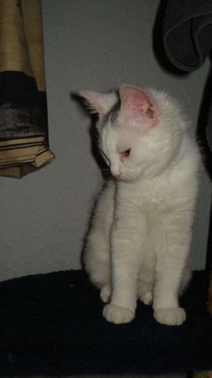 Blanding af racer Kitty billede 3