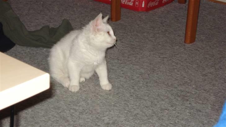 Blanding af racer Kitty billede 4