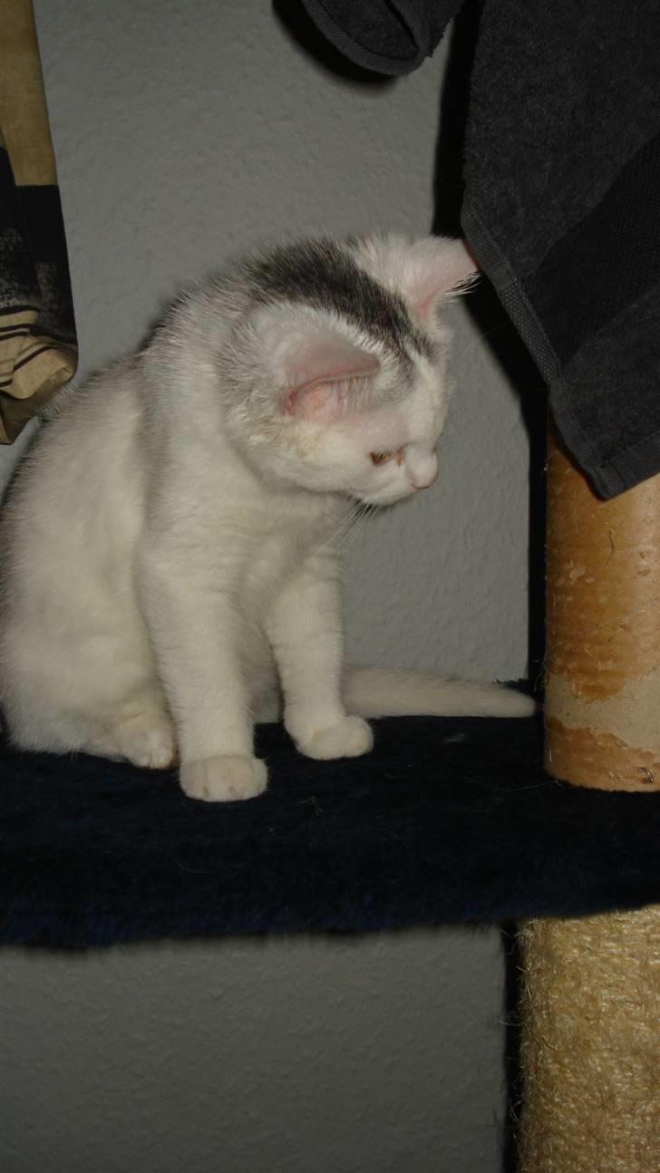 Blanding af racer Kitty billede 5