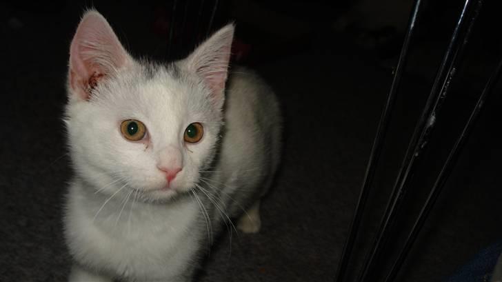 Blanding af racer Kitty billede 6