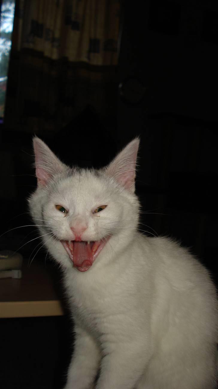 Blanding af racer Kitty billede 7