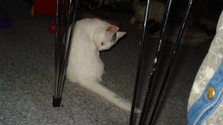 Blanding af racer Kitty billede 8