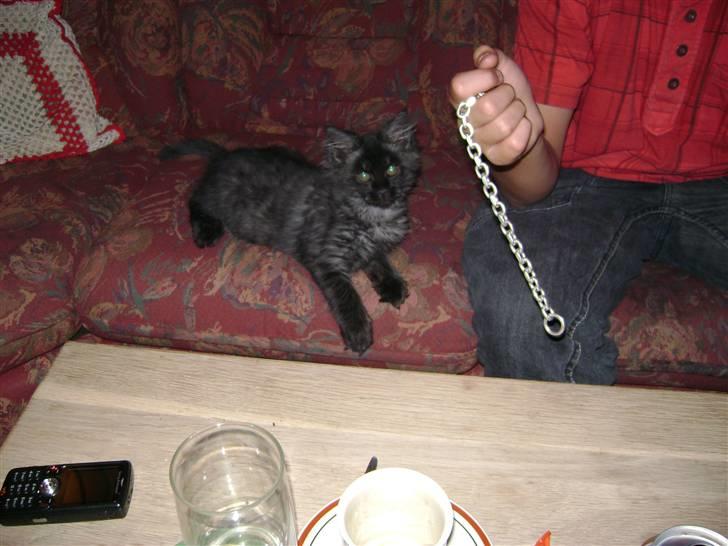 Blanding af racer fluffy billede 16