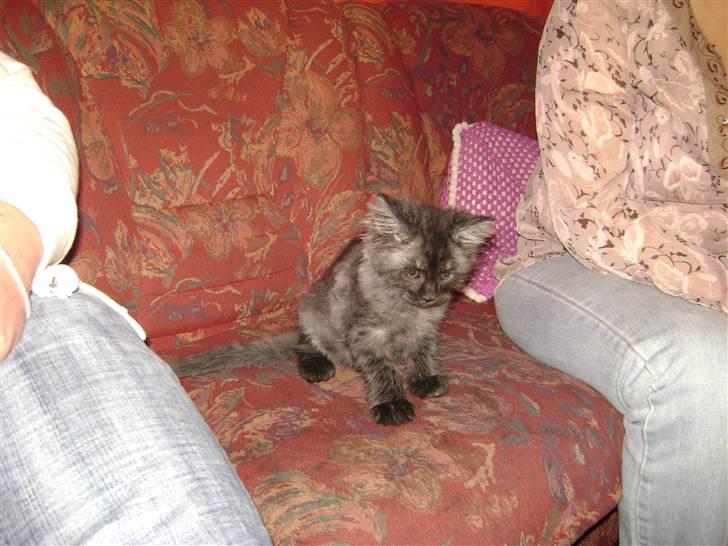 Blanding af racer fluffy - det var den dag vi fik ham han var kun en bette lort men skøn  billede 17