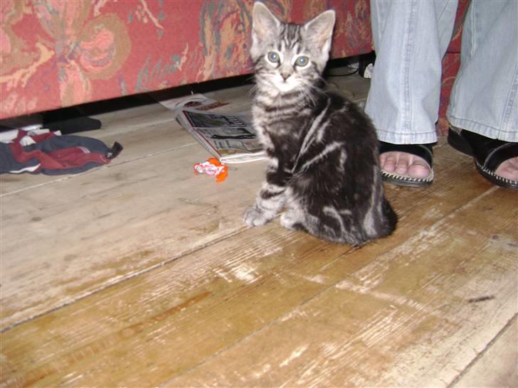 Blanding af racer fluffy - det er så hans søster ..... hun har ikke nær så meget hår som fluffy  billede 18