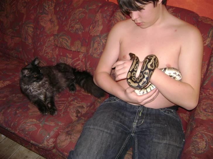 Blanding af racer fluffy - var meget intersseret i slangen og nu hvis jeg sidder med slangen så bliver han fornærmet så er det ikke ham der får opmærksomheden griner billede 19