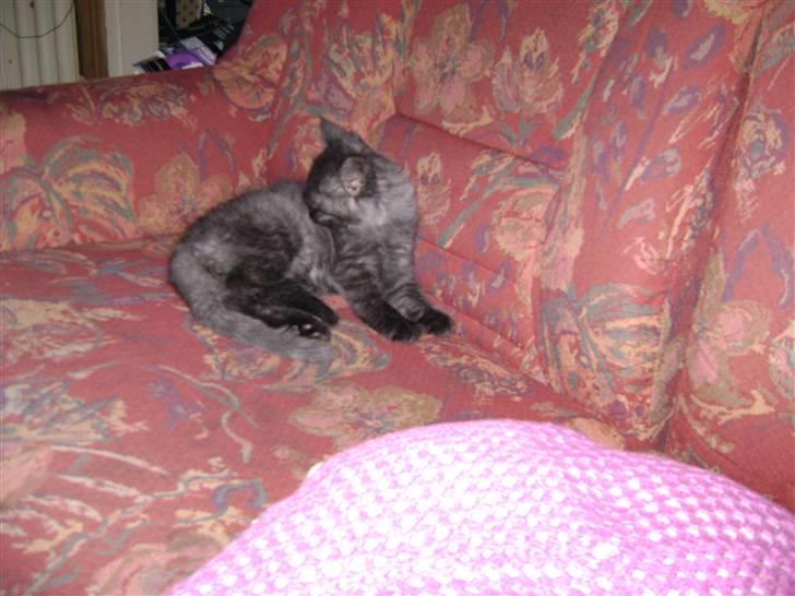 Blanding af racer fluffy - ja man fylder ikke meget i en stor sofa griner  billede 20