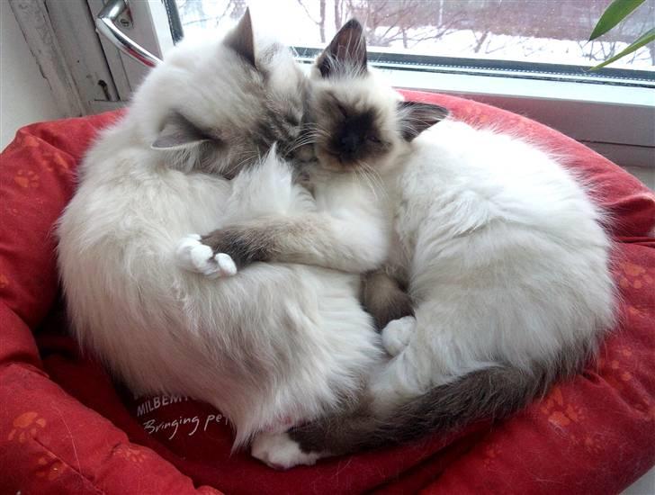 Hellig Birma Trøllagil´s Papaya billede 20