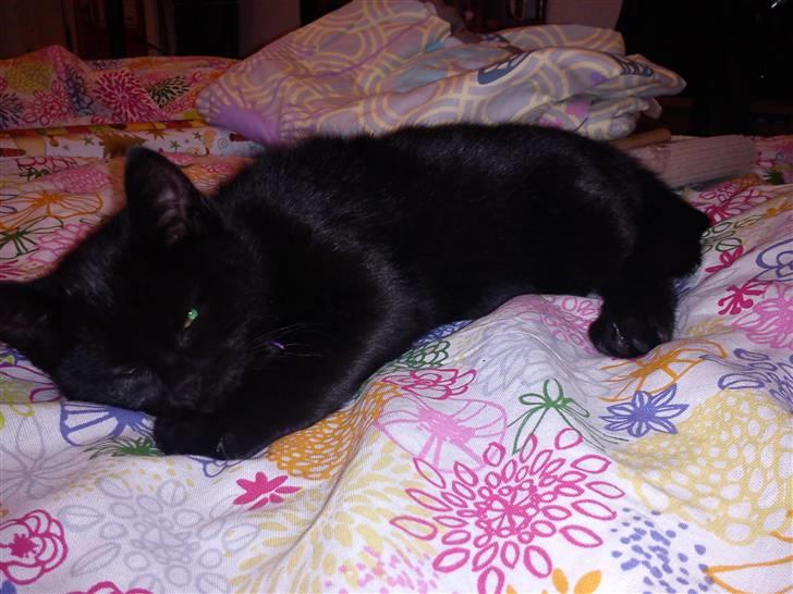 Huskat Molly billede 10