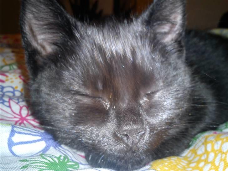 Huskat Molly billede 11