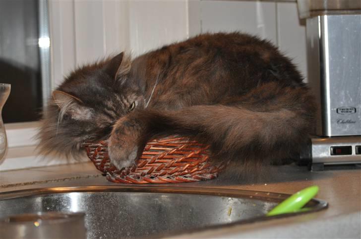 Blanding af racer Mismor - Jaahhh - en brødkurv kan også bruges (smil) billede 11