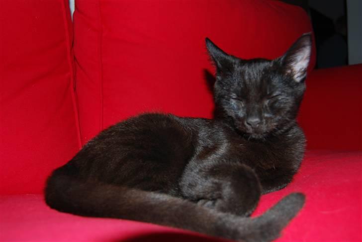 Huskat SILAS billede 6