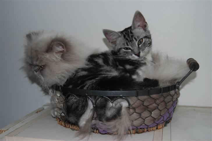 Huskat IRMA - irma og hector billede 6